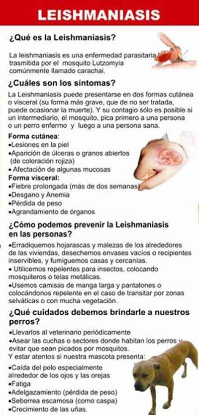 Formas de Prevenir la Leishmaniasis