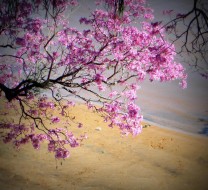 29 de agosto: Día del Arbol