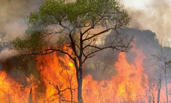 5 de mayo: Día Internacional del Combatiente de Incendios Forestales