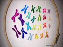 Los chicos de Tercer Año aprendieron sobre Genética de forma creativa