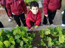 Los jardineritos de Sala de 4 cosecharon acelga de la huerta