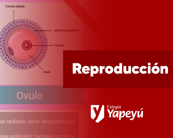 Pizarra colaborativa sobre la Reproducción Humana