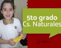 Sistema Respiratorio