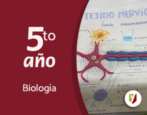 Modelización del Tejido nervioso