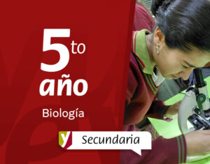 Células bajo el microscopio